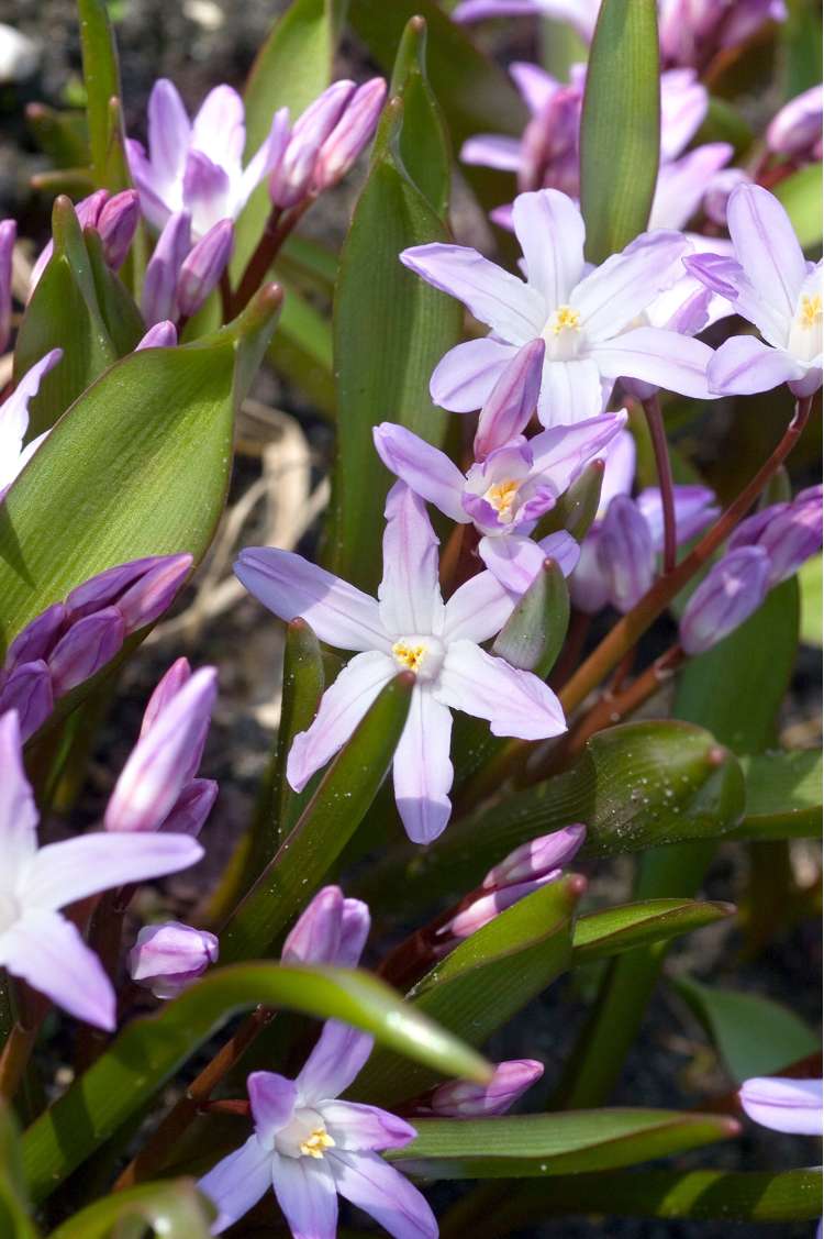 Snöstjärna Chionodoxa forbesii 'Pink Giant'